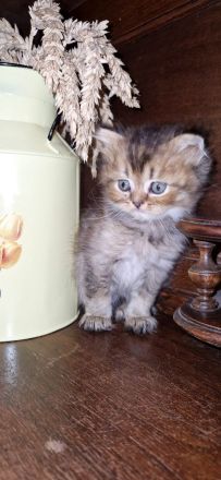 BKH Kitten Mädchen und Junge Abgabe ab 18.10.26