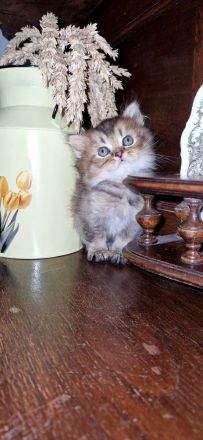 BKH Kitten Mädchen und Junge Abgabe ab 18.10.26