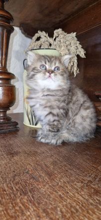 BKH Kitten Mädchen und Junge Abgabe ab 18.10.26