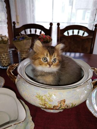 BKH Kitten zwei Mädchen Abgabe ab 18.10.26