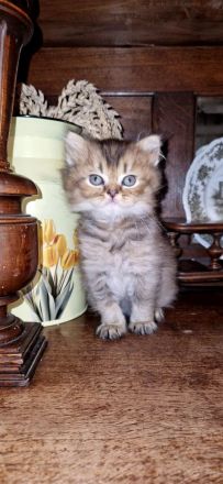 BKH Kitten Mädchen und Junge Abgabe ab 18.10.26