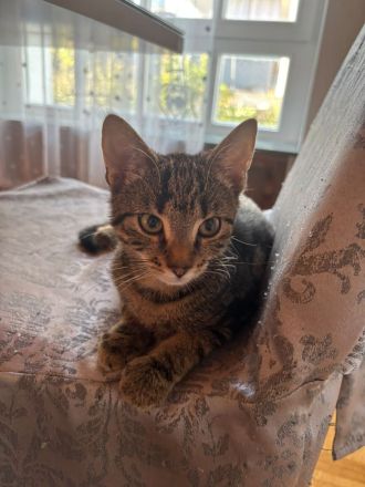 Süßes Kätzchen sucht ein liebevolles Zuhause 🐱❤️