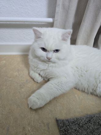 weißer BKH Deckkater mit blauen Auge