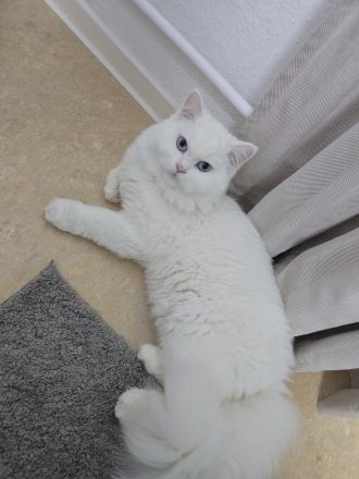 weißer BKH Deckkater mit blauen Auge