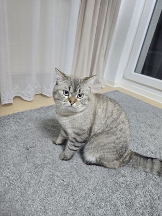 BKH Deckkater Silver – 1,5 Jahre – erfahren
