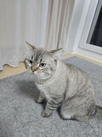 BKH Deckkater Silver – 1,5 Jahre – erfahren