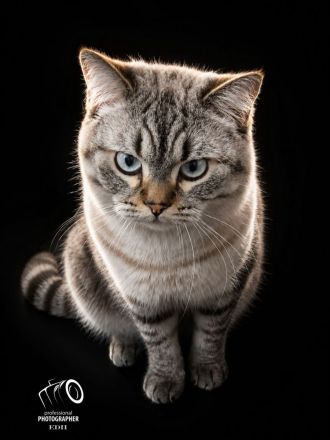 BKH Deckkater Silver – 1,5 Jahre – erfahren