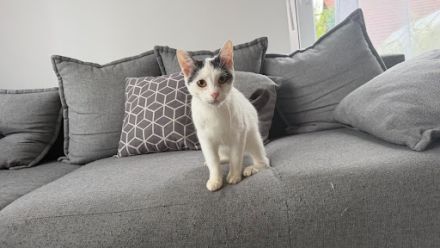 Albus sucht ihr Für-Immer-Zuhause