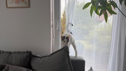 Albus sucht ihr Für-Immer-Zuhause