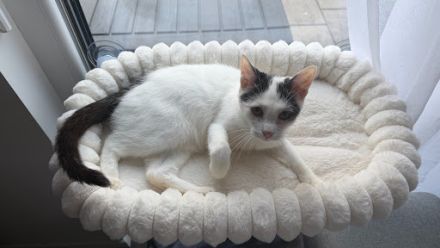 Albus sucht ihr Für-Immer-Zuhause