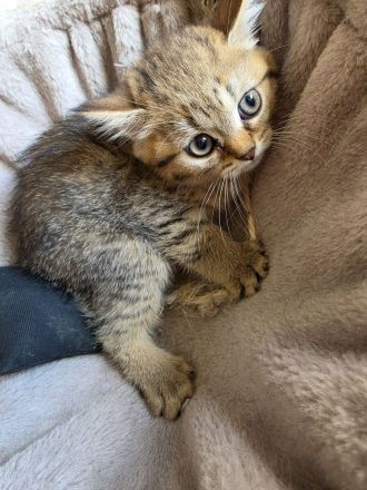 Süßes BKH kitten