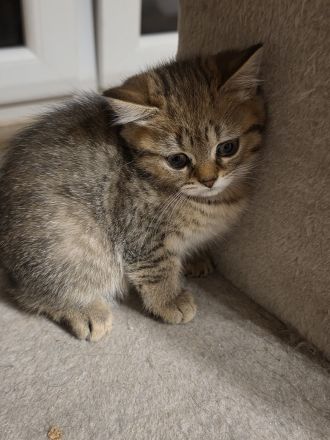 Süßes BKH kitten
