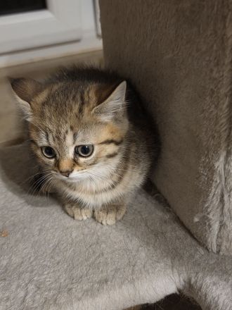 Süßes BKH kitten