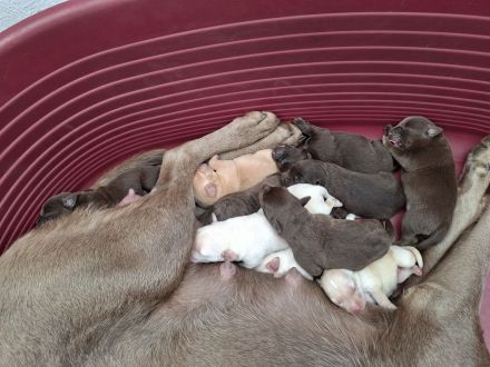 Labrador Welpen
