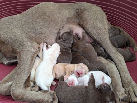 Labrador Welpen