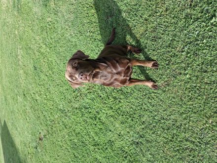 Labrador Welpen