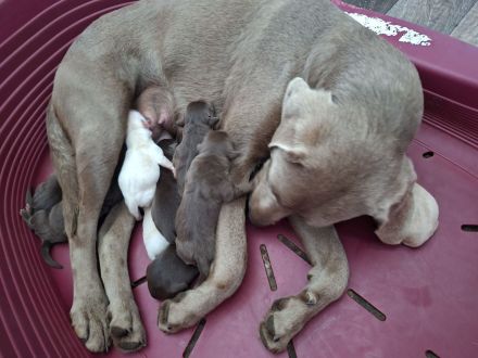 Labrador Welpen