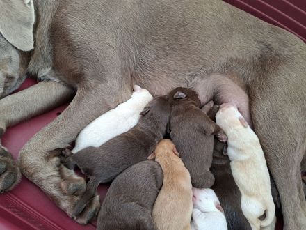 Labrador Welpen
