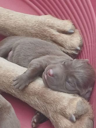 Labrador Welpen