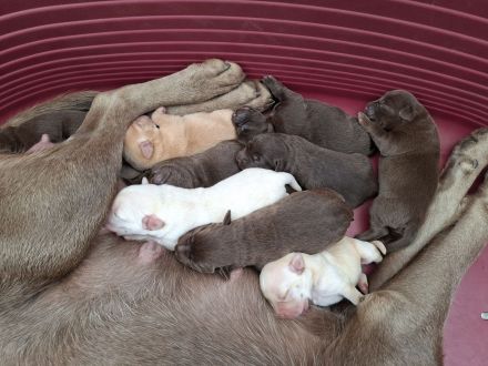 Labrador Welpen