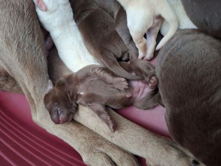 Labrador Welpen