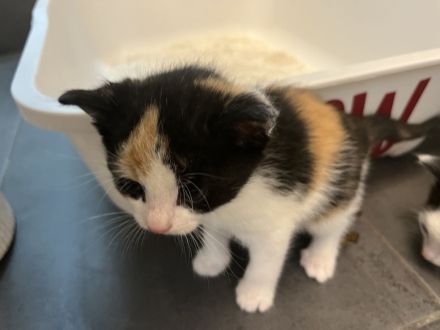 Bkh mix Glückskatze mitzi darf ausziehen!sehr sehr kinderlieb und anhänglich