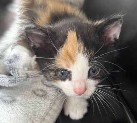 Bkh mix Glückskatze mitzi darf ausziehen!sehr sehr kinderlieb und anhänglich