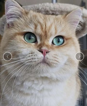 BKH Kitten ab sofort abgabebereit