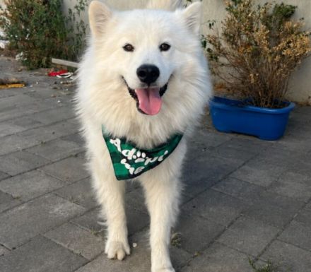 Über Koda, der andere junge Ungar
