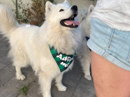 Über Koda, der andere junge Ungar