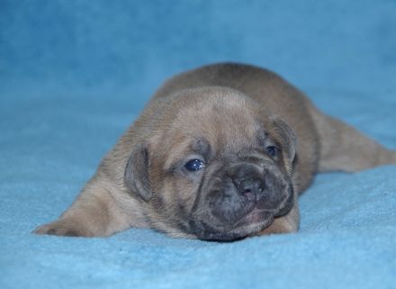 Continental Bulldog Welpen aus deutscher Vereinszucht mit Ahnentafel