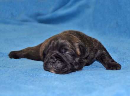 Continental Bulldog Welpen aus deutscher Vereinszucht mit Ahnentafel