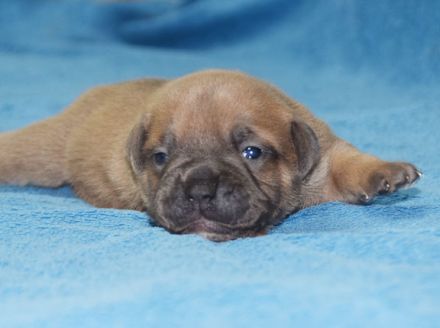 Continental Bulldog Welpen aus deutscher Vereinszucht mit Ahnentafel