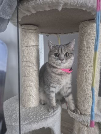 Britisch KurzhaarBKH Kitte Mädchen sucht ein neues Zuhause!!