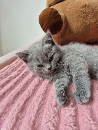 Britisch KurzhaarBKH Kitte Mädchen sucht ein neues Zuhause!!
