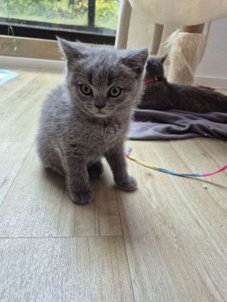 Britisch KurzhaarBKH Kitte Mädchen sucht ein neues Zuhause!!