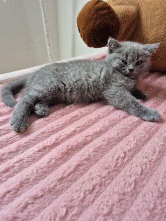 Britisch KurzhaarBKH Kitte Mädchen sucht ein neues Zuhause!!