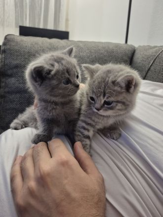 Britisch KurzhaarBKH Kitte Mädchen sucht ein neues Zuhause!!