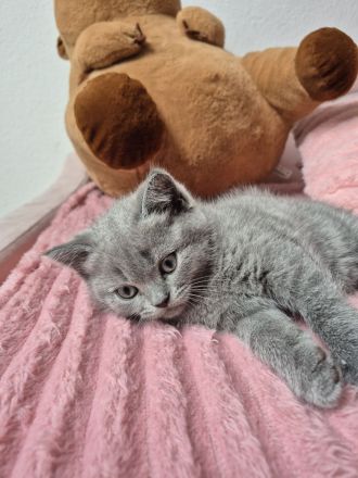 Britisch KurzhaarBKH Kitte Mädchen sucht ein neues Zuhause!!