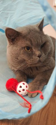 Britisch KurzhaarBKH Kitte Mädchen sucht ein neues Zuhause!!