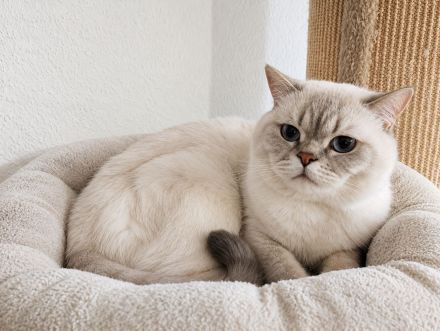 Traumhaft schöner BKH-Kater in lilac tabby point sucht sein Für-immer-Zuhause