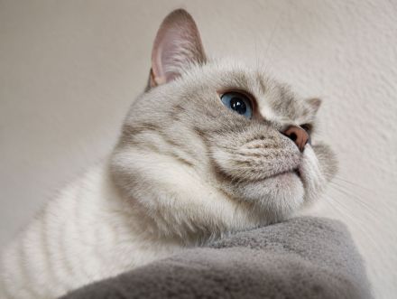 Traumhaft schöner BKH-Kater in lilac tabby point sucht sein Für-immer-Zuhause