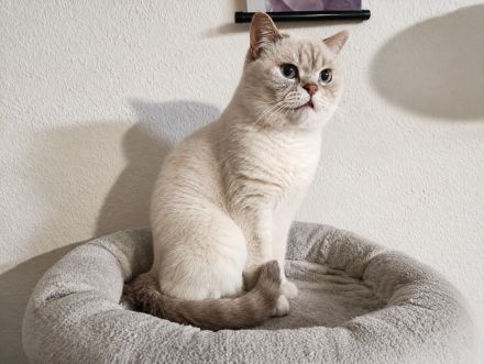 Traumhaft schöner BKH-Kater in lilac tabby point sucht sein Für-immer-Zuhause
