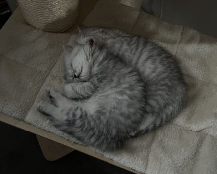 Liebevoll aufgezogene Kitten suchen ihr Zuhause