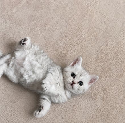 Liebevoll aufgezogene Kitten suchen ihr Zuhause