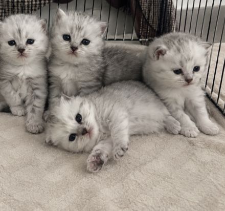 Liebevoll aufgezogene Kitten suchen ihr Zuhause