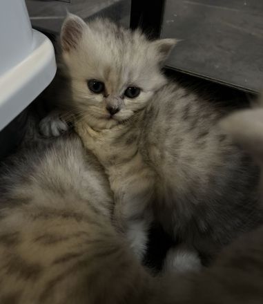 Liebevoll aufgezogene Kitten suchen ihr Zuhause