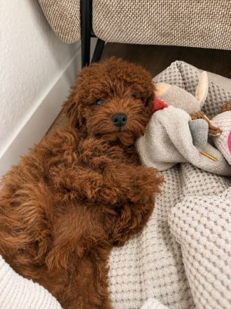 Toypudel Rüde – liebevolles Zuhause gesucht