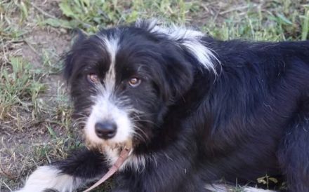 Liebenswerte und eher ruhige Heidi sucht liebevolles Zuhause
