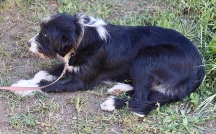 Liebenswerte und eher ruhige Heidi sucht liebevolles Zuhause